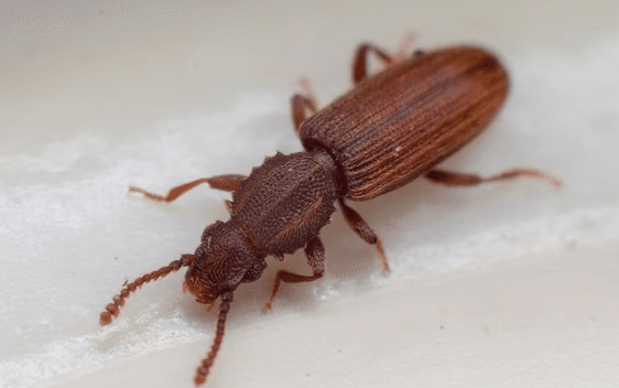 Grain Beetle