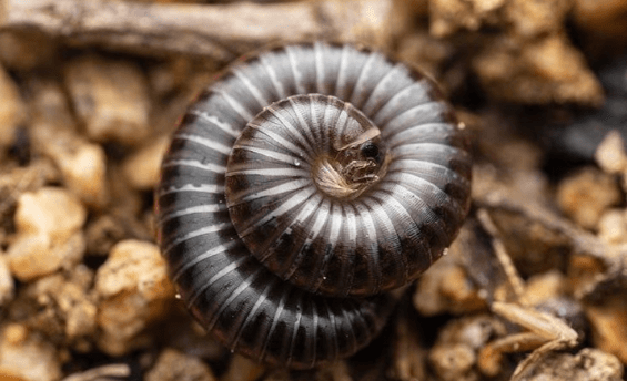 Millipede