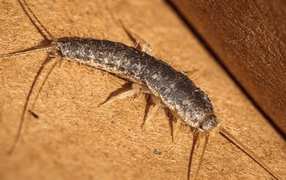 Silverfish