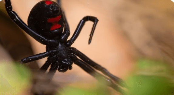 Black Widow Spider