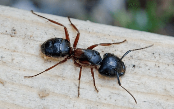 Carpenter Ant