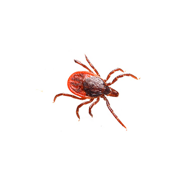 Ticks