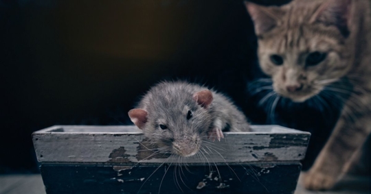 Rat in a box with a cat in the background