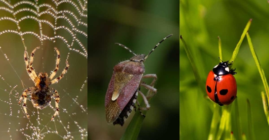 side by side photos of a spider, stink bug, and ladybug