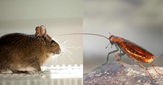 side by side photos of a rat and cockroach