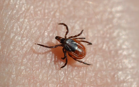 tick on skin