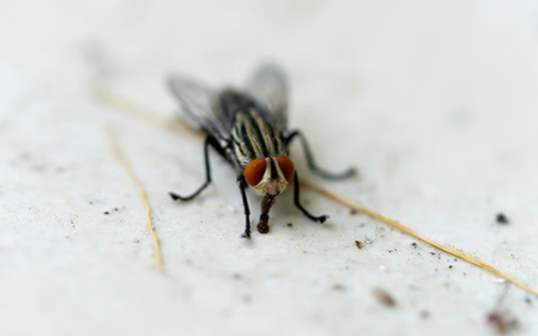 fly