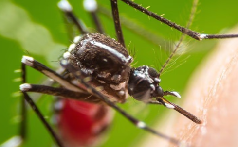 mosquito biting skin
