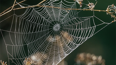 Spider Web