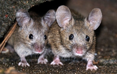 mice