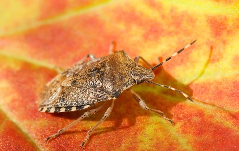 stink bug