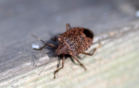 stink bug