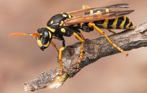 wasp