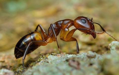 ant
