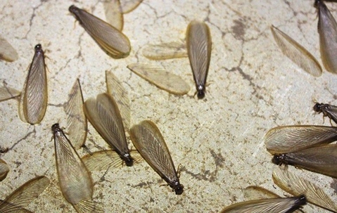 termite swarmers