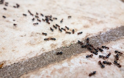 ants on concrete