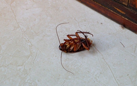 Dead cockroach shop