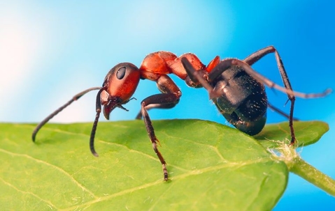 ant