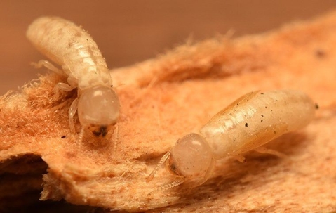termites