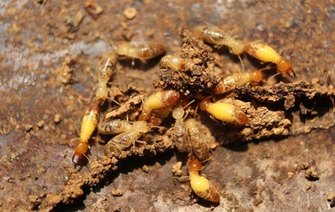 termites