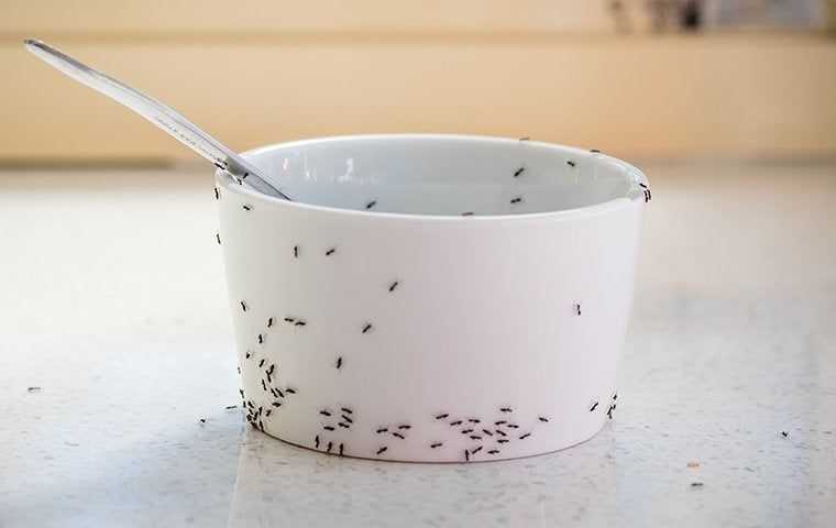 ants crawling on bowl