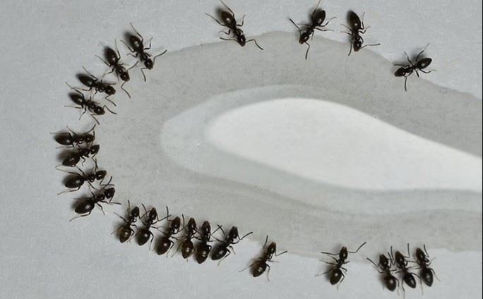 ants drinking water in a house