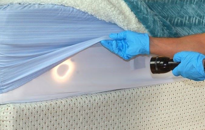inspecting for bed bugs on a mattress