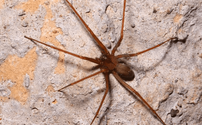 a brown recluse spider