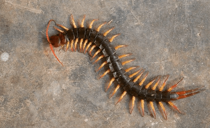 a large centipede