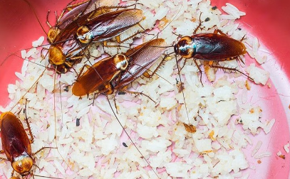 cockroaches in a bowl of rice