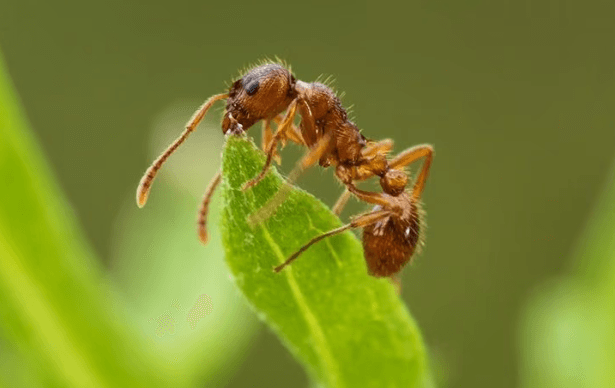 fire ant on a leaf