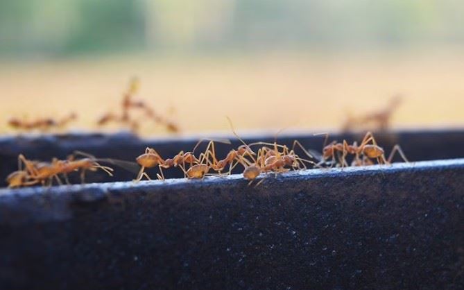 fire ants outside a commercial building