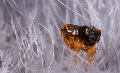 a flea in fur