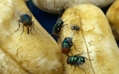 Five Flies Sitting on a Banana