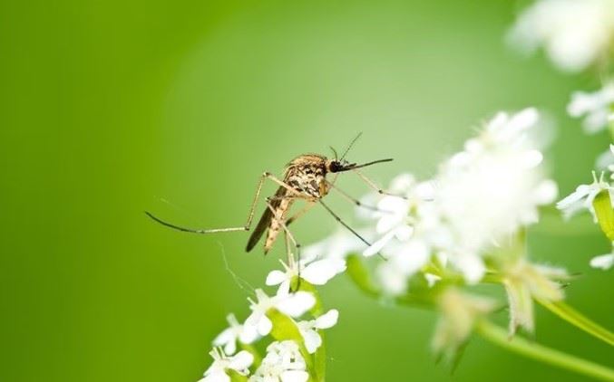 mosquito sitting on white flowers
