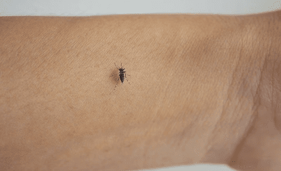 a mosquito on a persons wrist