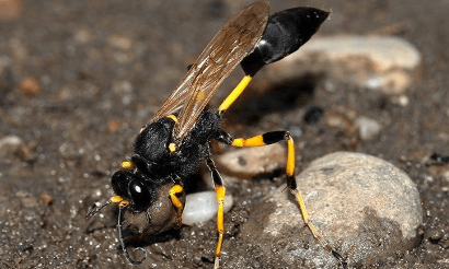 a mud dauber on the ground