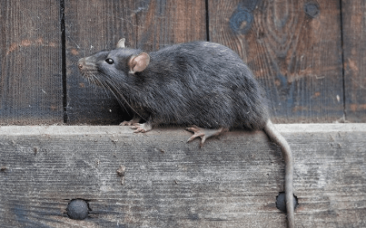 a large rat sitting on a wooden fence