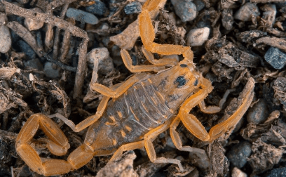 a scorpion crawling outside a home