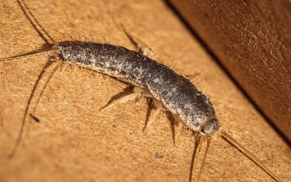 a silverfish on paper