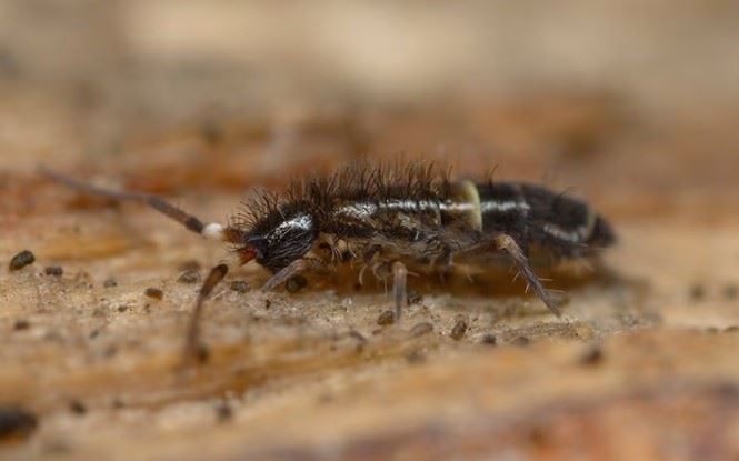 a springtail on the ground