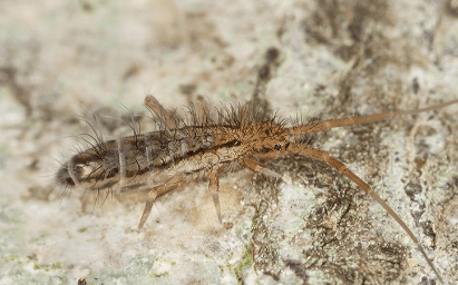 a springtail