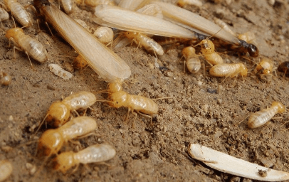 termites on the ground