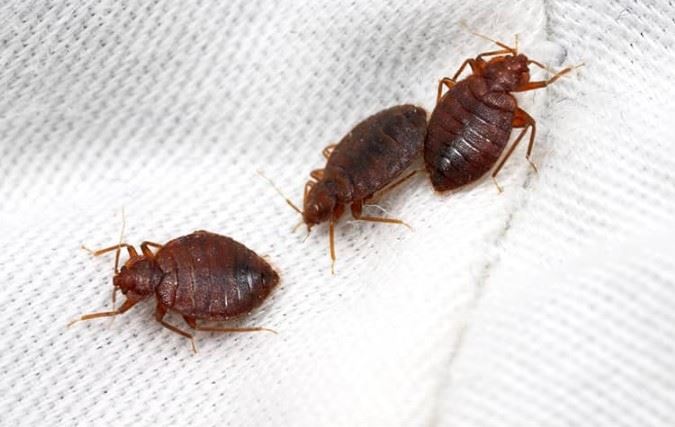 three bed bugs on a mattress cover