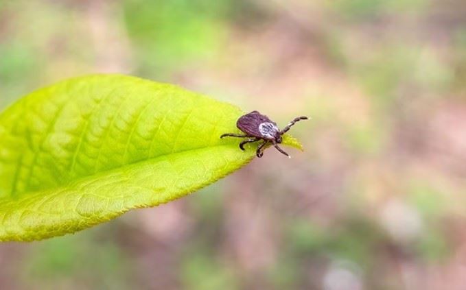 a tick on a leaf