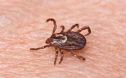 a tick on a person