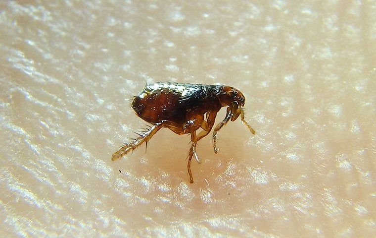 How Do You Know If You Have Fleas In Your Yard American Pest