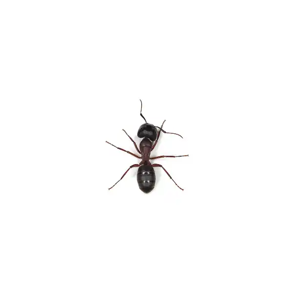 Carpenter Ant