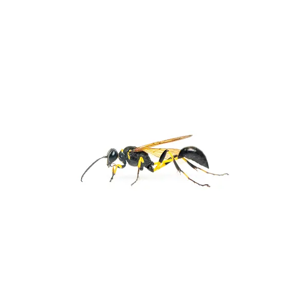 Mud Dauber