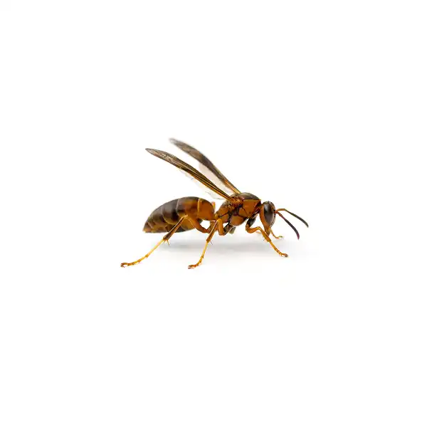 Paper Wasp